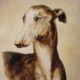 Un elegantissimo cane in bitume su tela di Davide Robert Ross, uno splendido levriero