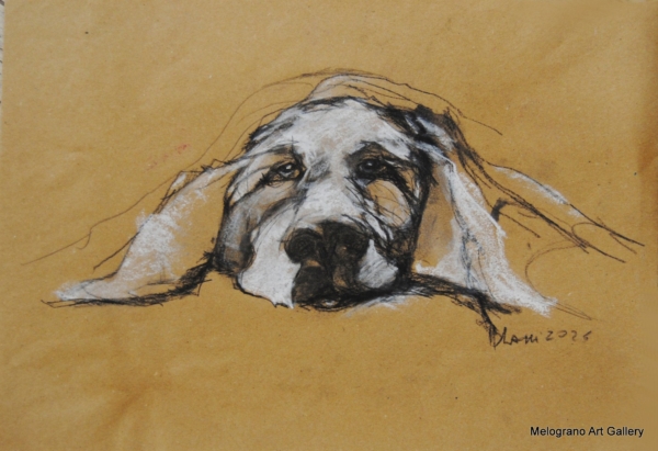 Ritratto a pastelli di cane dagli occhi profondi e muso delicato, opera di Donatella Lami.