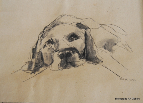 Ritratto a pastelli di cane dagli occhi profondi e muso delicato, opera di Donatella Lami.