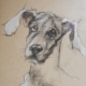 Ritratto a pastelli di cane dagli occhi profondi e muso delicato, opera di Donatella Lami.