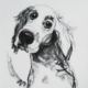 Ritratto a pastelli di cane dagli occhi profondi e muso delicato, opera di Donatella Lami.
