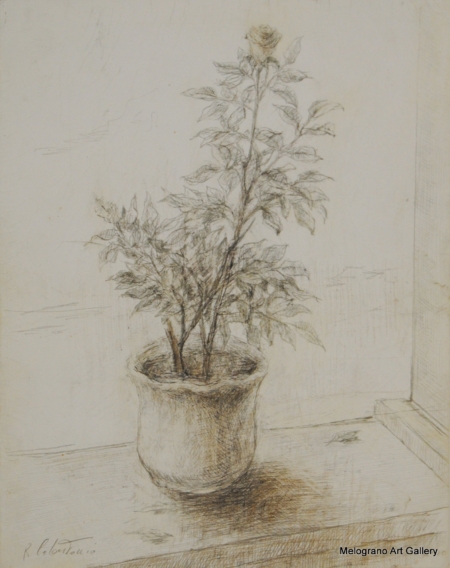 Una rosellina in vaso in seppia realizzata da Raimondo Colantonio