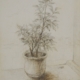 Una rosellina in vaso in seppia realizzata da Raimondo Colantonio