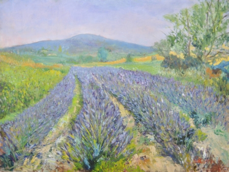 Campo di lavanda a Santa Luce con paesaggio toscano illuminato da violetto