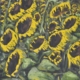 Quadro di STefano urzi pittore livornese. Girasoli in primo piano con i l loro giallo splendente