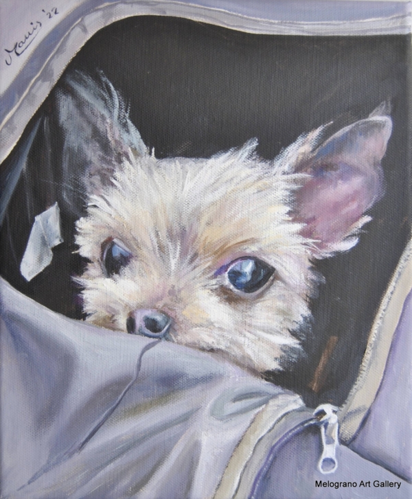 Quadro di Bianca Manis. Un cagnetto yorkshire, occhi dolci e musetto irresistibilee.