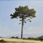 Quadro di Soletti, pittore iperrealista. Un pino solitario "Sentinella"