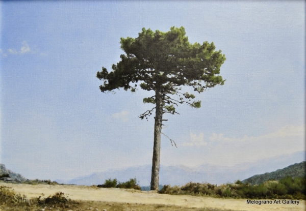 Quadro di Soletti, pittore iperrealista. Un pino solitario "Sentinella"