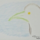 profilo di gabbiano disegnato con pastelli chiari su fondo bianco